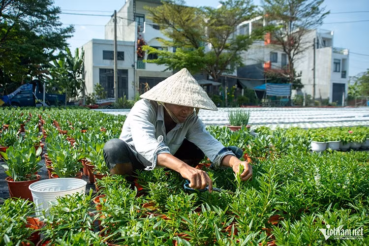 Gắn bó với nghề hơn 10 năm, anh Bo Hoá đã rất thành thạo các công đoạn chăm sóc hoa. Hôm nay anh tiến hành cắt tỉa lần đầu để kích thích cây ra nhiều nhánh. Khoảng một tuần sau anh sẽ cắt thêm lần nữa, giúp hoa nở nhiều và tươi tắn hơn khi Tết đến.