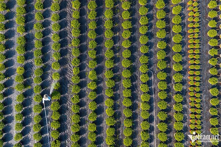 Hơn một tháng nữa sẽ đến Tết Nguyên đán Bính Ngọ 2026, những ngày này tại phường Thới An (TP HCM) người nông dân đang tất bật tưới tiêu, chăm sóc cây cảnh, chuẩn bị nguồn hoa kiểng phục vụ thị trường Tết.