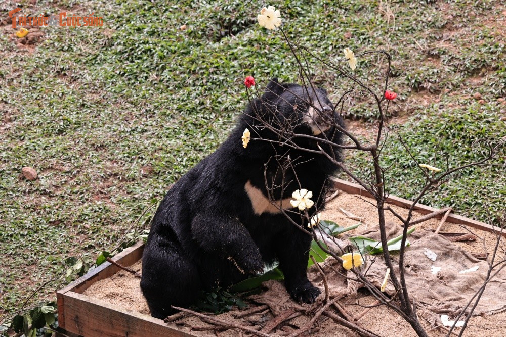 Những “hộp quà” này được gói, sắp xếp như bánh tét, bánh chưng với đầy đủ thức ăn, trái cây và bổ sung dinh dưỡng, treo trên cành cây hay đặt ở khu vực bán tự nhiên để gấu tự mình khám phá và tìm đến.