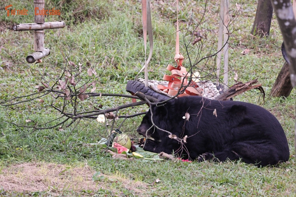 Ngày Tết Nguyên đán, không chỉ con người mà cả những cư dân bốn chân ở Trung tâm Cứu hộ Gấu Việt Nam thuộc Vườn quốc gia Bạch Mã (tỉnh Thừa Thiên – Huế) cũng háo hức đón xuân.
