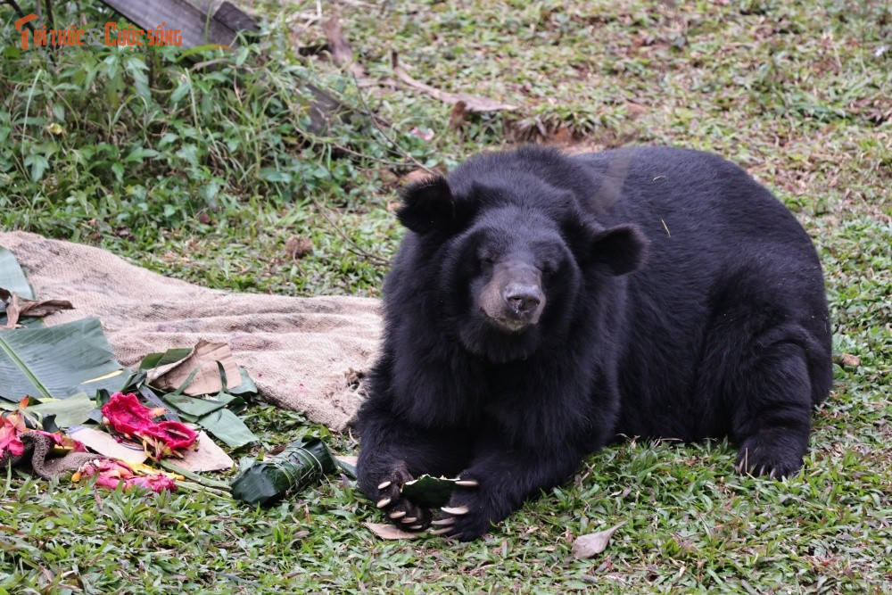 Quản lý Trung tâm, chị Hoàng Thu Thủy, chia sẻ rằng mọi hoạt động đón Tết cho gấu đều được tính toán kỹ lưỡng để phù hợp với sinh lý và tâm lý của các cá thể. Những món quà không chỉ đảm bảo đầy đủ dinh dưỡng mà còn là cơ hội để gấu vận động, tự tìm thức ăn theo cách tự nhiên nhất có thể – điều mà chúng đã bị thiếu thốn trong thời gian bị nuôi nhốt trước đây.
