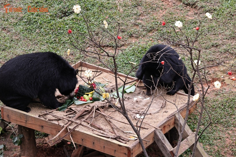 Được gọi trìu mến là “những chú gấu may mắn” bởi tất cả các cá thể tại đây đều là những gấu từng thoát khỏi hoàn cảnh nuôi nhốt chật hẹp, gò bó và chịu nhiều tổn thương trước khi được giải cứu, chăm sóc và nuôi dưỡng trong môi trường bán hoang dã rộng lớn, xanh mát.