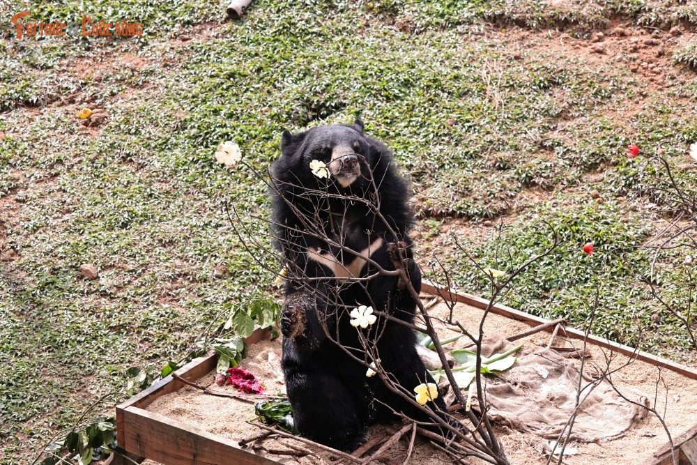 Trong ảnh ghi nhận tại khu cứu hộ, có thể thấy những chiếc “bánh chưng gấu” treo lơ lửng giữa không gian xanh của rừng Bạch Mã. Các chú gấu, với tính tò mò vốn có, lần lượt đặt chân tới đây, khám phá từng món quà một cách hồn nhiên và đầy thích thú. Đây là lần hiếm hoi các chú gấu được “ăn Tết” theo cách riêng, với thức ăn yêu thích được gói gọn trong những món quà đặc biệt mà đội ngũ cứu hộ chuẩn bị chu đáo.