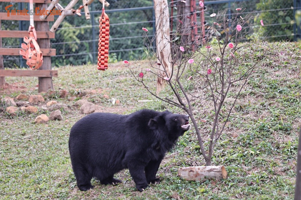 Theo thống kê mới nhất, tính đến đầu năm 2026, Tổ chức Động vật châu Á phối hợp với các cơ quan chức năng đã cứu hộ tổng cộng gần 291 cá thể gấu trên toàn quốc, đưa về hai trung tâm cứu hộ lớn là Tam Đảo và Bạch Mã. Hiện tại, tại Bạch Mã có hơn một chục cá thể gấu đang được nuôi dưỡng, chăm sóc và phục hồi sức khỏe để có thể sinh hoạt trong môi trường bán tự nhiên.