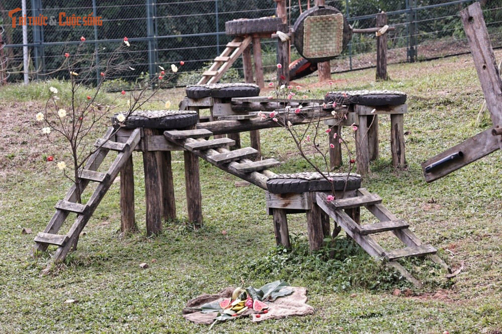 Việc xây dựng và vận hành Trung tâm Cứu hộ Gấu Việt Nam tại Bạch Mã không chỉ là nơi mang lại cuộc sống an toàn, tự do hơn cho những cá thể gấu từng bị ngược đãi, mà còn là điểm giáo dục ý nghĩa về bảo tồn thiên nhiên và động vật hoang dã. Đây là minh chứng sống động cho nỗ lực của các tổ chức bảo vệ động vật, chính quyền địa phương và cộng đồng trong chiến dịch “Không để cá thể gấu nào bị bỏ lại phía sau”.