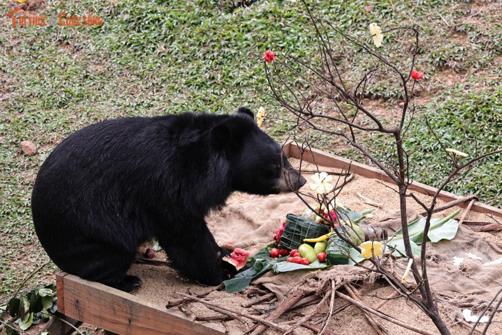 Không khí Tết ở đây vừa gần gũi, vừa khác lạ. Thay vì bánh chưng, bánh tét truyền thống, các nhân viên cứu hộ đã khéo léo chế biến những phần quà đặc biệt dành riêng cho gấu.