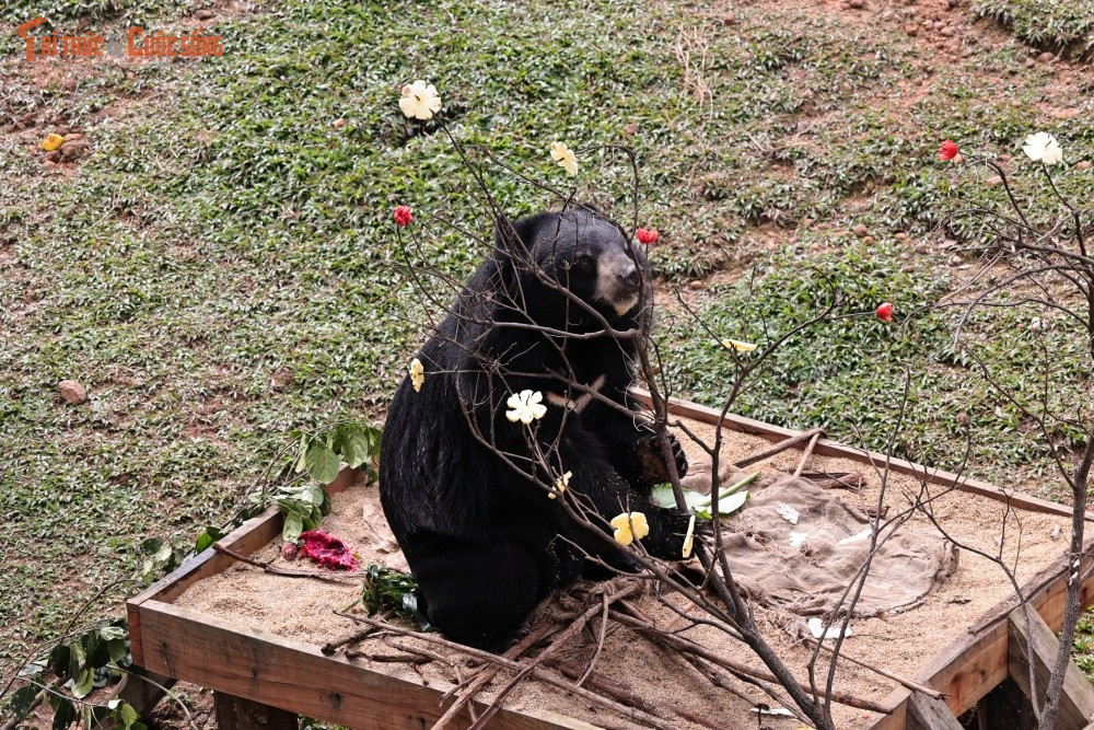 Hoạt động này không chỉ giúp môi trường sống của gấu thêm phong phú mà còn kích thích bản năng tự nhiên, tạo niềm vui và sự hứng thú cho các cá thể trong mùa xuân mới.