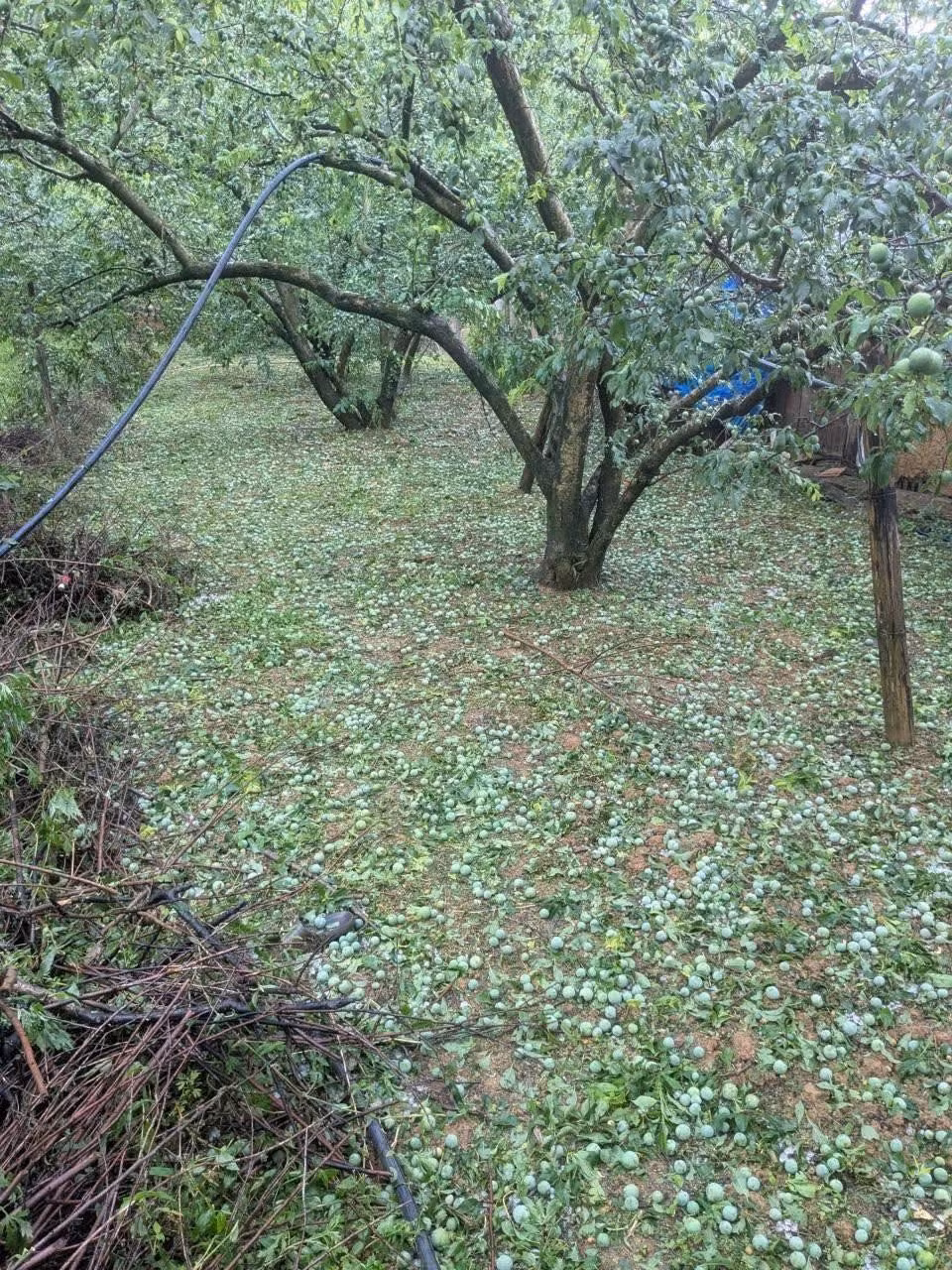 Trận mưa đá xảy ra trong thời gian ngắn nhưng cường độ lớn, làm gãy cành, rụng quả hàng loạt. (Ảnh H.Q.S.L)