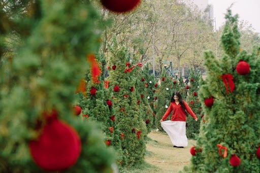 Khu vực đồi tùng tại khuôn viên Hà Nội được hô biến thành khu vườn Giáng sinh lung linh với những quả châu và nơ đỏ rực.
