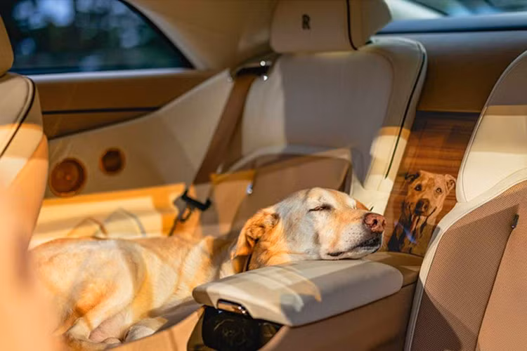 Chúng được gọi là Pear, Louro Faia, Tulipwood và Purple Heart. Một họa tiết khảm nhỏ hơn hình dấu chân chó được đặt ở phía ghế hành khách trên bảng điều khiển. Chủ đề dấu chân chó tiếp tục được thể hiện qua bậc cửa màu vàng hồng. Đúng như phong cách Rolls-Royce, hãng xe Anh Quốc vẫn chưa công bố bất kỳ thông tin nào về giá cho những chi tiết cá nhân hóa và thực sự ấm áp này.