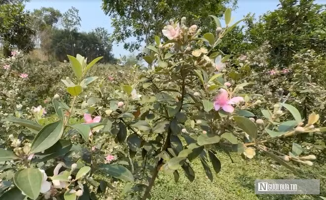 Cây sim chủ yếu phát triển tự nhiên nên không đòi hỏi nhiều công chăm sóc