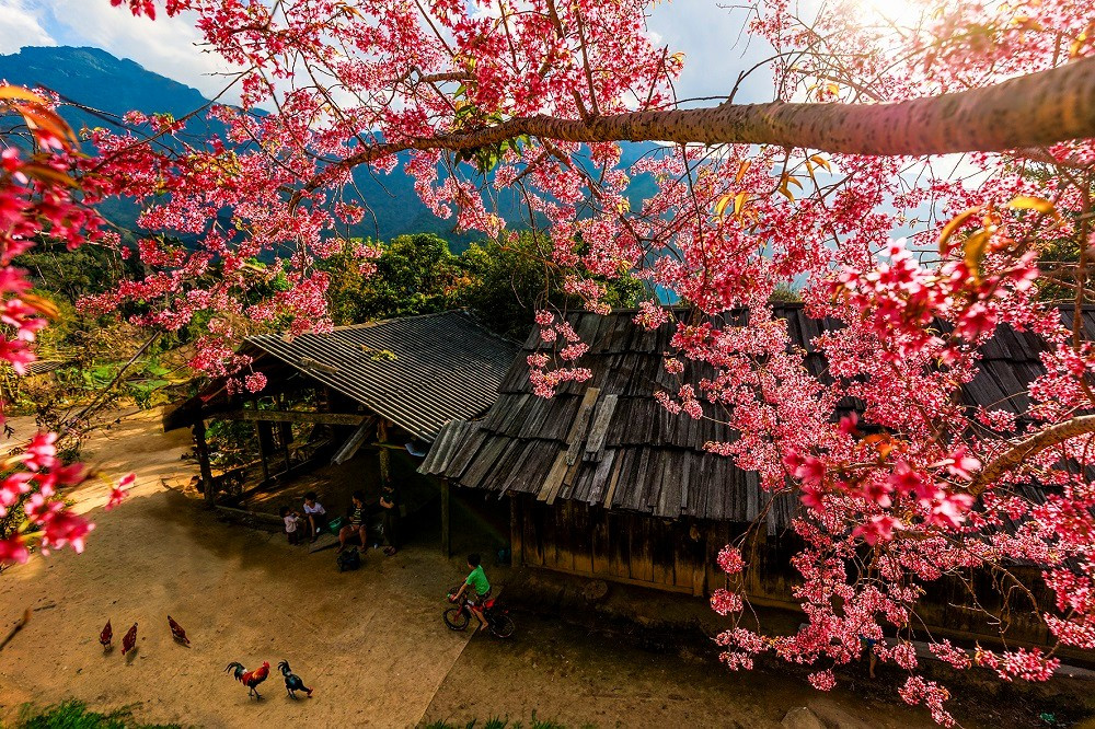 Những chùm hoa phớt hồng bung tỏa giữa tiết trời lạnh giá làm sáng lên một góc trời của bản làng miền Tây xứ Nghệ.