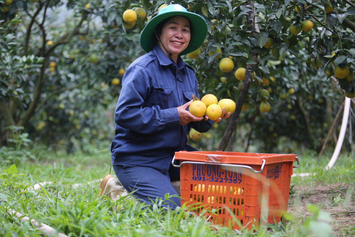 Hơn 20 năm gắn bó với cây cam nhưng đây là vụ mùa chị Phan Thị Hiền đạt năng suất cao nhất. Với hơn 1.300 gốc cam đang cho quả, gia đình chị Hiền ước thu hoạch sản lượng khoảng 75 tấn, tăng khoảng 15 tấn so với năm ngoái.
