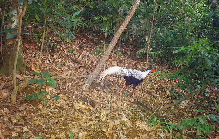 Những bức ảnh này không chỉ là bằng chứng sống động về sự hiện diện của gà lôi trắng tại Pù Huống mà còn cho thấy vẻ đẹp kiêu sa của chúng. Gà lôi trắng đóng vai trò quan trọng trong hệ sinh thái, giúp xới tơi lớp thảm mục, phát tán hạt cây và thúc đẩy rừng tái sinh.