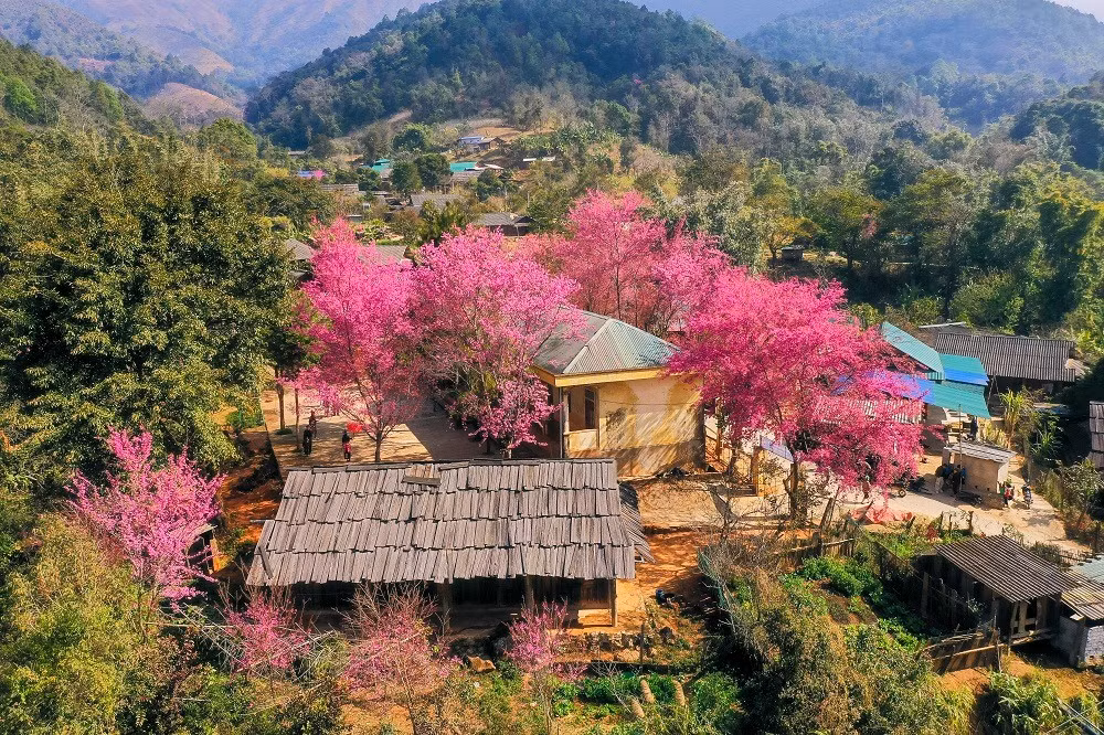 Bản Phà Nọi mùa này như một "Nhật Bản thu nhỏ" bởi sắc hoa anh đào. Hoa anh đào nở rộ khiến cả bản làng trở nên rực rỡ sắc màu, lung linh và đầy thơ mộng hiếm nơi nào có được.