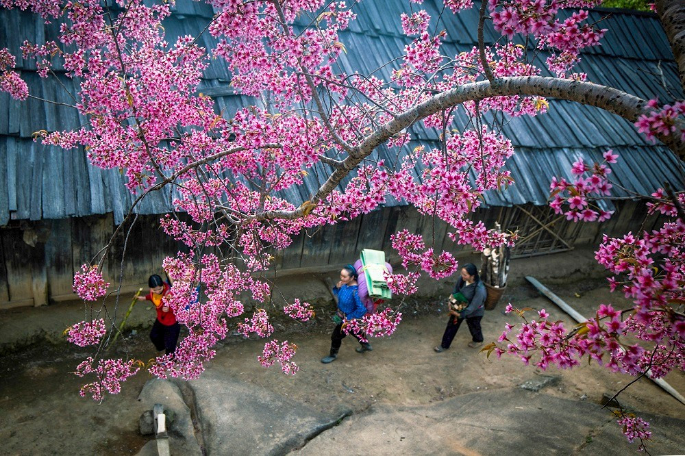 Hoa anh đào nơi đây là giống đặc biệt, không phải ngoại lai mà được người dân lấy từ những khu rừng già mang về bản trồng tạo nên một bức tranh hồng đẹp đẽ mỗi độ xuân về.