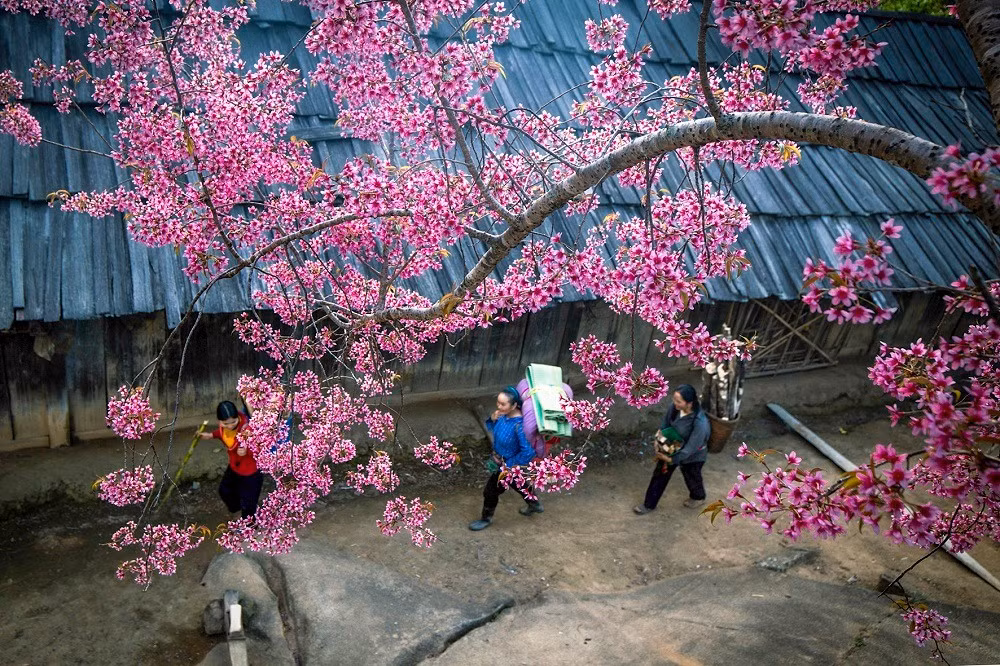 Hoa anh đào nơi đây là giống đặc biệt, không phải ngoại lai mà được người dân lấy từ những khu rừng già mang về bản trồng tạo nên một bức tranh hồng đẹp đẽ mỗi độ xuân về.