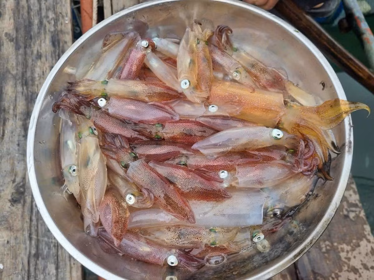 Mực bật tanh tách, mắt và các sao phát sáng trên thân mực vẫn nhấp nháy tạo nên cái tên “mực nhảy” hay “mực nháy”.