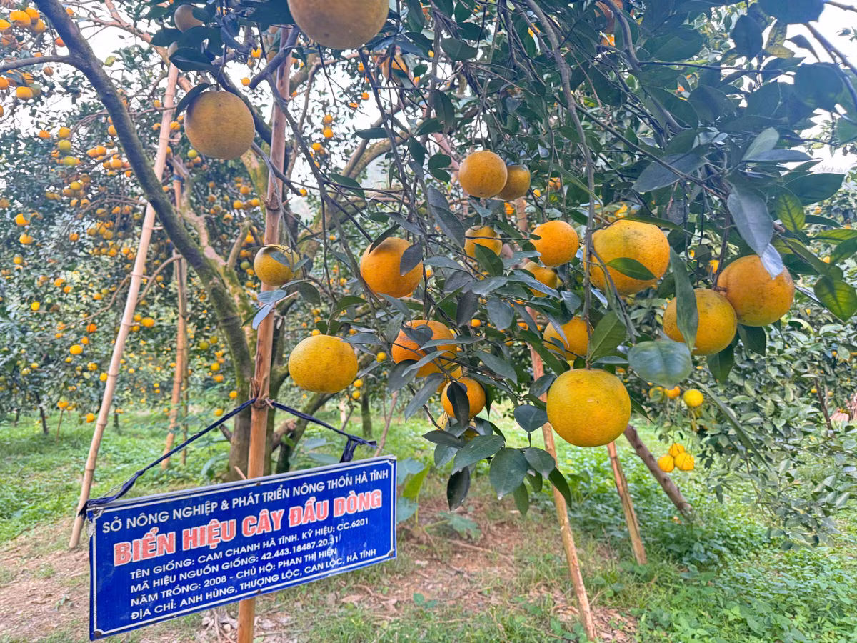 Nhiều năm trước, một số cây đã được ngành nông nghiệp kiểm tra, lựa chọn là cây đầu dòng.
