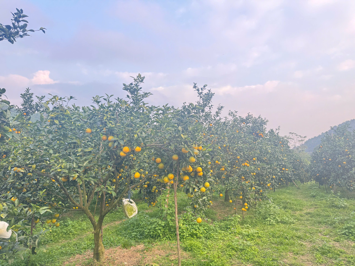 Ông Nguyễn Xuân Diệu - Trưởng phòng Kinh tế, UBND xã Đồng Lộc thông tin: “Qua khảo sát bước đầu, sản lượng cam toàn xã ước đạt hơn 2.000 tấn, cao hơn so với mọi năm. Cây cam hiện cho giá trị kinh tế hàng chục tỷ đồng, trở thành cây trồng chủ lực giúp người dân địa phương thoát nghèo, mang lại thu nhập khá. Năm nay, cam vừa được mùa, được giá nên người dân rất phấn khởi”.