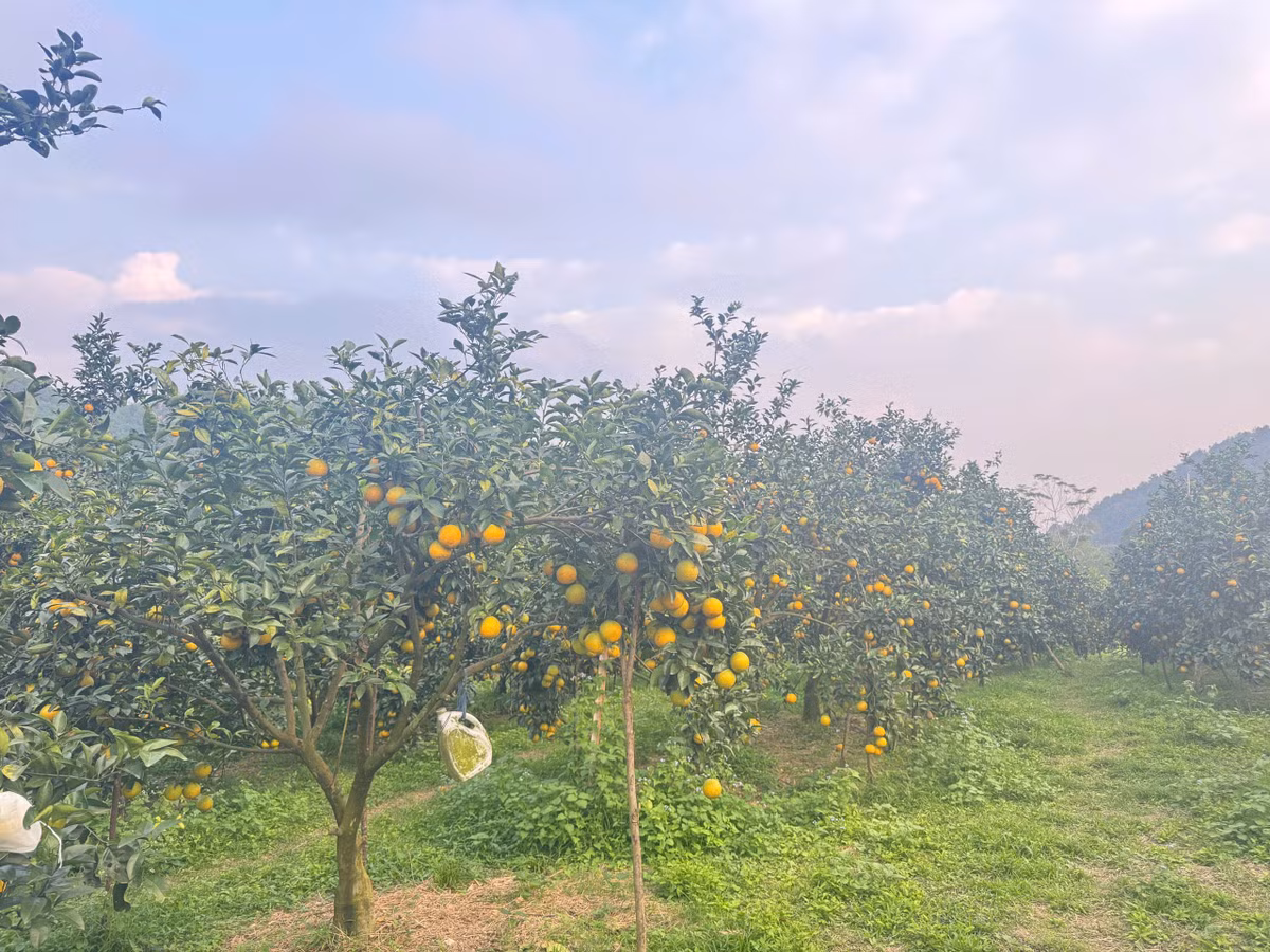 Ông Nguyễn Xuân Diệu - Trưởng phòng Kinh tế, UBND xã Đồng Lộc thông tin: “Qua khảo sát bước đầu, sản lượng cam toàn xã ước đạt hơn 2.000 tấn, cao hơn so với mọi năm. Cây cam hiện cho giá trị kinh tế hàng chục tỷ đồng, trở thành cây trồng chủ lực giúp người dân địa phương thoát nghèo, mang lại thu nhập khá. Năm nay, cam vừa được mùa, được giá nên người dân rất phấn khởi”.