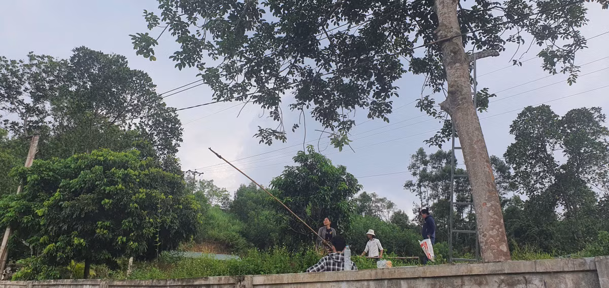 Trám năm nay được mùa, nhưng nếu không hái kịp mà gặp mưa lớn thì sẽ rụng, hư hỏng, giảm chất lượng. Nhiều gia đình phải thuê thêm người để thu hái sớm, chấp nhận tăng chi phí để đảm bảo sản lượng.