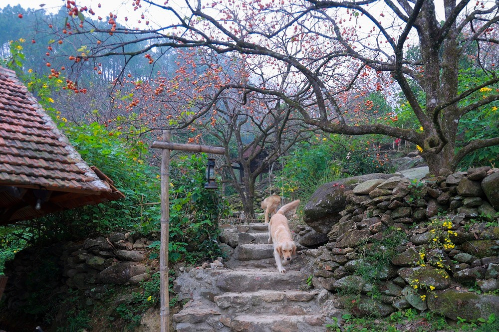 Những ngày này, vườn hồng trĩu quả chín vàng ruộm khắp các sườn đồi, thung lũng trên dãy Đại Huệ có sức hấp dẫn, lôi cuốn đến lạ kỳ.