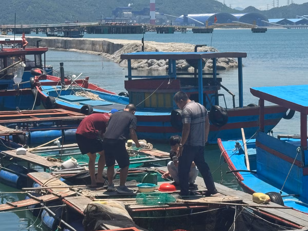 Được thưởng mực nhảy tươi sống ngay khi vừa vớt ở biển lên là trải nghiệm khó quên của nhiều thực khách.