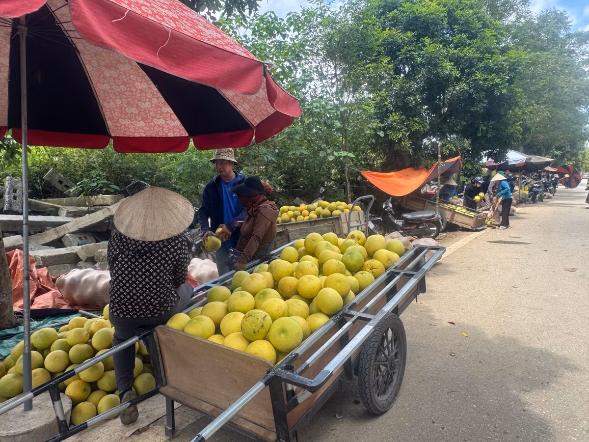 Cũng đến chợ để thu mua bưởi nhập bán, chị Phạm Thị Huyền (xã Hương Đô) phấn khởi: “Chợ họp từ 6h sáng, thương lái khắp nơi đều về đây. Trung bình mỗi ngày, tôi mua khoảng 1.000 – 1.500 quả để mang đi tiêu thụ. Nhờ chợ này, chúng tôi có thể mua tận gốc với giá hợp lý, dễ bán hơn”.