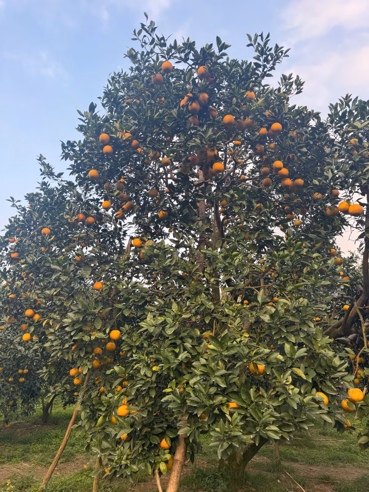 Cây cam giòn có khả năng chịu rét, chịu hạn tốt, chống sâu bệnh cao và đặc biệt cho quả đều và hoàn toàn không bị nứt vỏ trong mọi điều kiện thời tiết khắc nghiệt của miền Trung. Một cây cam giòn sẽ cho thu nhập gấp 2-3 lần so với cây cam thường.