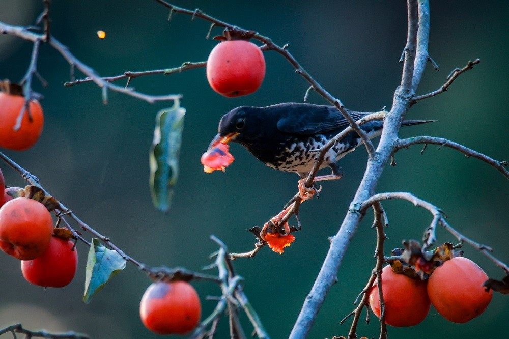 Dưới ống kính của các thợ ảnh, vẻ đẹp diệu kỳ của thiên nhiên được ghi lại thật ấn tượng.