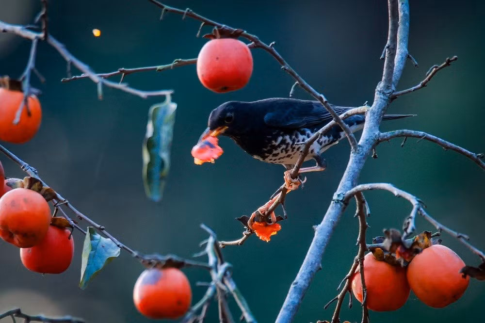 Dưới ống kính của các thợ ảnh, vẻ đẹp diệu kỳ của thiên nhiên được ghi lại thật ấn tượng.