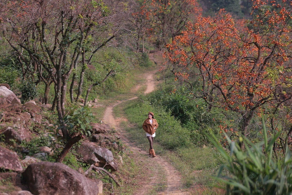 Những vườn hồng cổ thụ có tuổi đời từ 80 - 100 năm, gốc to, sù sì, thân cây cao vút, mang vẻ đẹp nguyên sơ, lãng mạn.