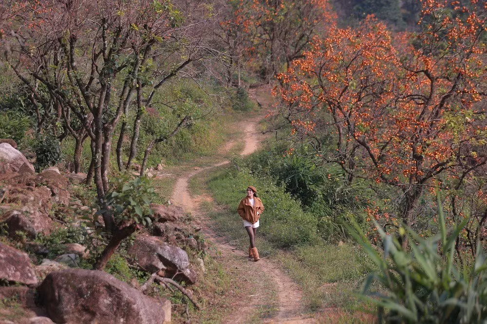 Những vườn hồng cổ thụ có tuổi đời từ 80 - 100 năm, gốc to, sù sì, thân cây cao vút, mang vẻ đẹp nguyên sơ, lãng mạn.