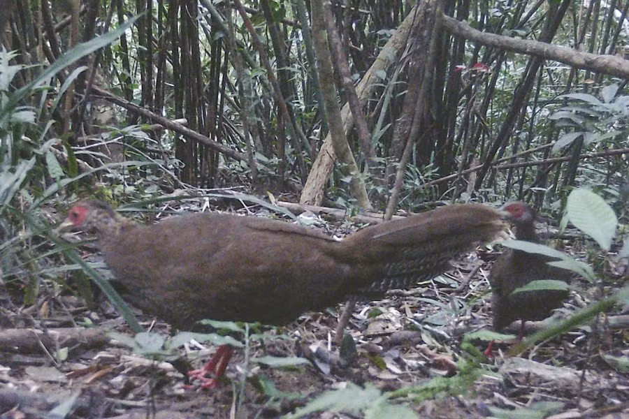 Việc ghi nhận gà lôi trắng ngoài tự nhiên rất khó khăn do chúng cực kỳ cảnh giác. Thời điểm tốt nhất để quan sát là sáng sớm hoặc chiều tối, đặc biệt vào mùa sinh sản