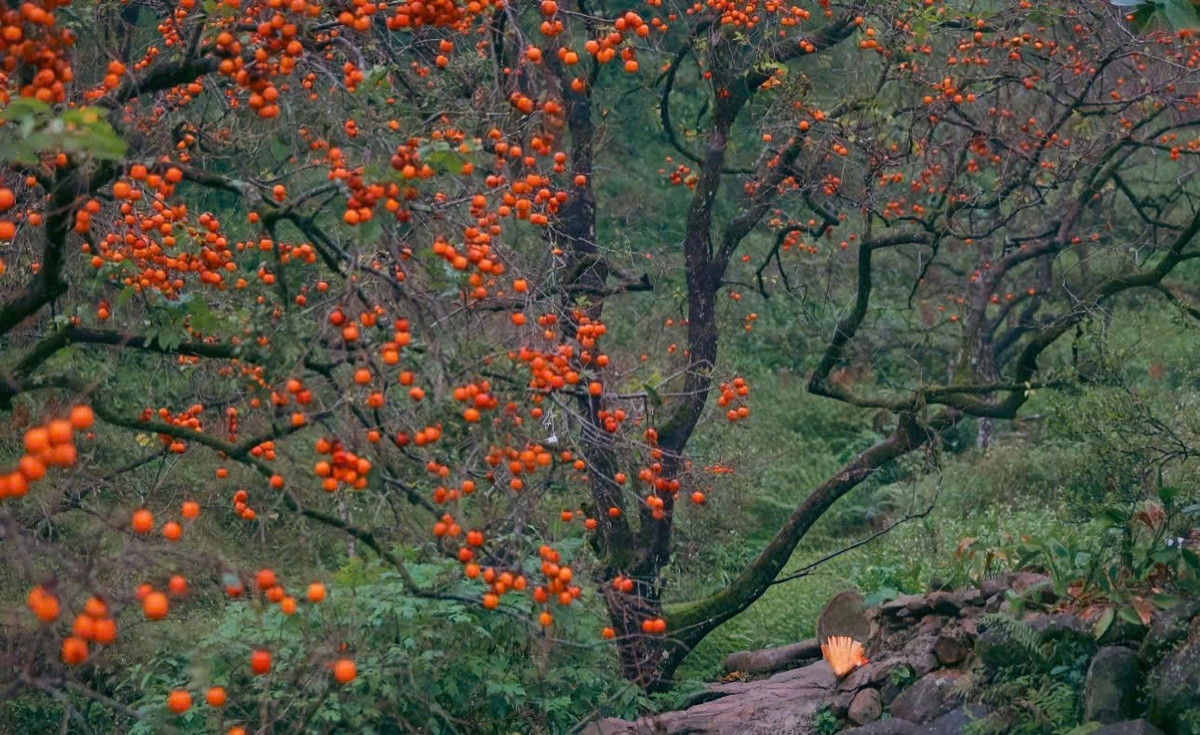 Từ tháng 10 hàng năm trở đi, khi thời tiết bắt đầu se lạnh, cây hồng trút bỏ lá, những quả hồng căng mọng, đỏ rực rỡ trên những cành hồng khẳng khiu trông thật đẹp mắt.
