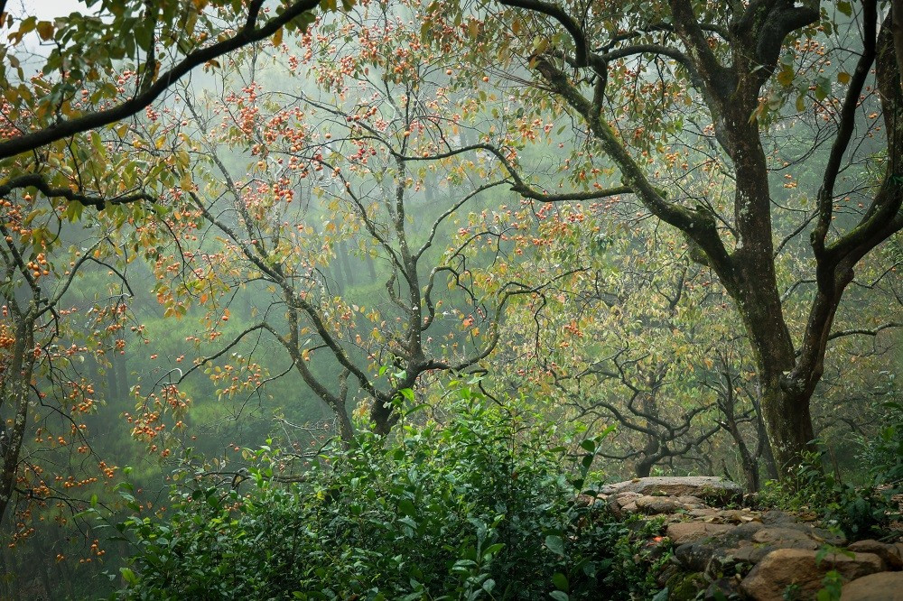 Những vườn hồng cổ thụ cả trăm năm tuổi trở nên như một khu vườn cổ tích, thơ mộng khi quả chín vàng ruộm rồi chuyển thành màu đỏ rực trên cây.