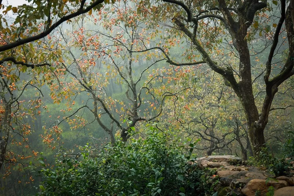 Những vườn hồng cổ thụ cả trăm năm tuổi trở nên như một khu vườn cổ tích, thơ mộng khi quả chín vàng ruộm rồi chuyển thành màu đỏ rực trên cây.