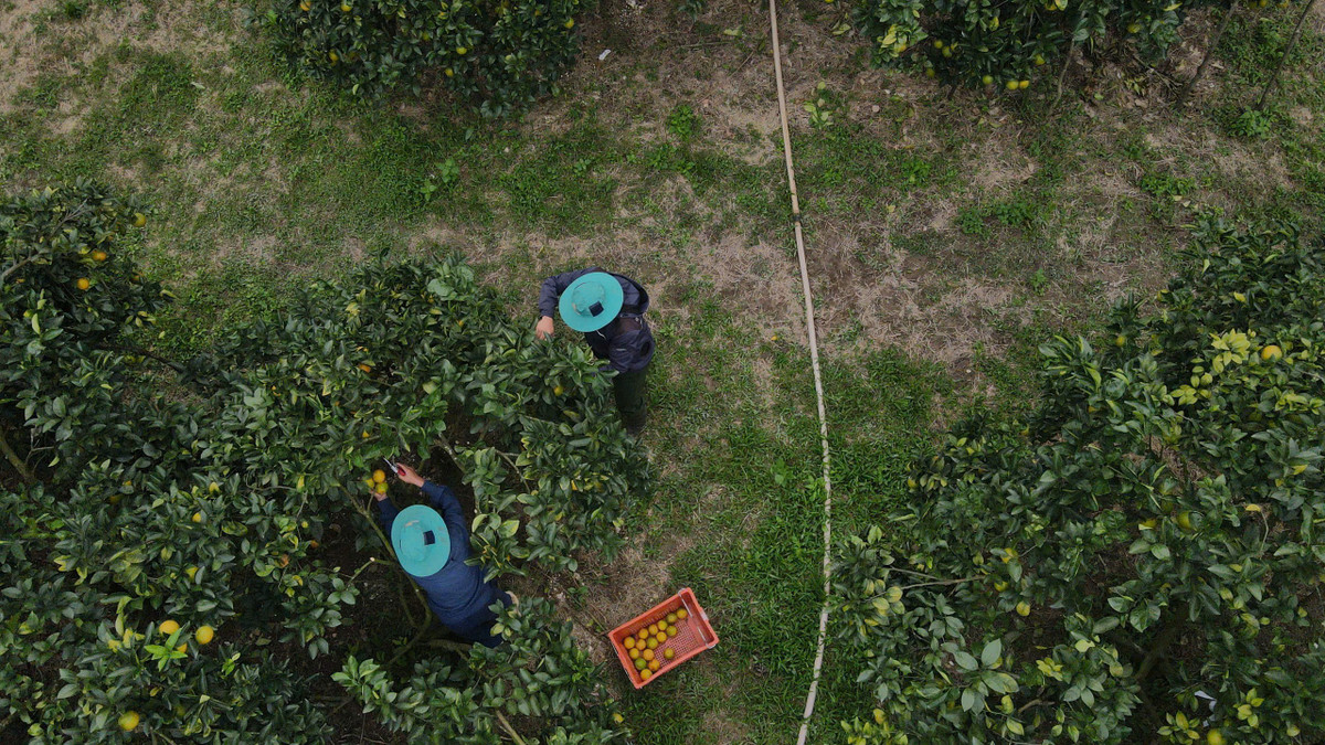 Vụ cam năm nay không chỉ mang lại niềm vui được mùa, được giá cho người dân Đồng Lộc mà còn khẳng định hướng đi đúng trong phát triển nông nghiệp hàng hóa gắn với tiêu thụ, chuyển đổi số trong nông nghiệp.