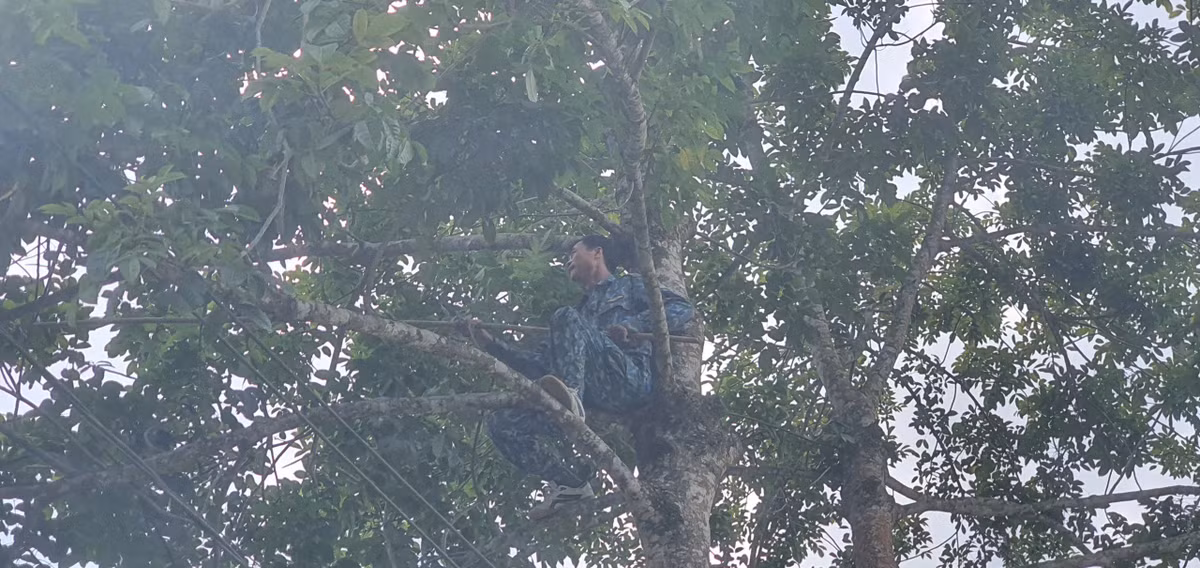 Theo người dân địa phương, mỗi cây trám trưởng thành có thể cho thu hoạch từ 10kg đến 1 tạ quả mỗi năm, mang lại nguồn thu khá lớn. Đặc biệt, cây không đòi hỏi nhiều công chăm sóc, ít tốn chi phí đầu tư nhưng hiệu quả kinh tế lại cao.