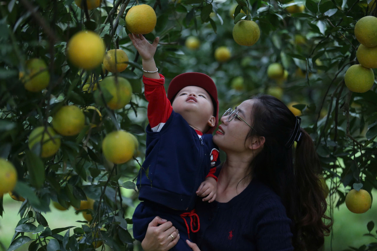 Vườn cam chín rộ thu hút du khách đến tham quan, trải nghiệm, tận hưởng cảm giác thư giãn, hòa mình vào thiên nhiên trong lành, yên bình