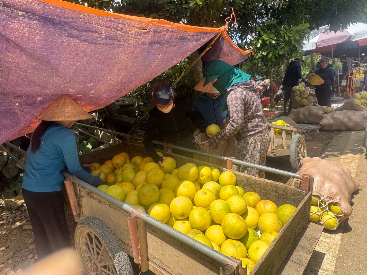 Năm nay, bưởi Phúc Trạch được mùa, quả đều, to, màu đẹp, vị thơm ngon đặc trưng. Tuy vậy, niềm vui được mùa lại xen lẫn nỗi lo khi giá thu mua có phần thấp hơn. Ông Hoàng Hùng - thương lái từ Nghệ An, chia sẻ: “Tôi đã mua bưởi ở đây nhiều năm nên rất thân quen với bà con. Năm nay, sản lượng dồi dào, chất lượng tốt, nhưng giá giảm, dao động từ 15 - 20 nghìn đồng một quả tùy loại, kích cỡ. Trung bình mỗi ngày, tôi thu mua đủ một xe tải để đưa về Nghệ An tiêu thụ.”