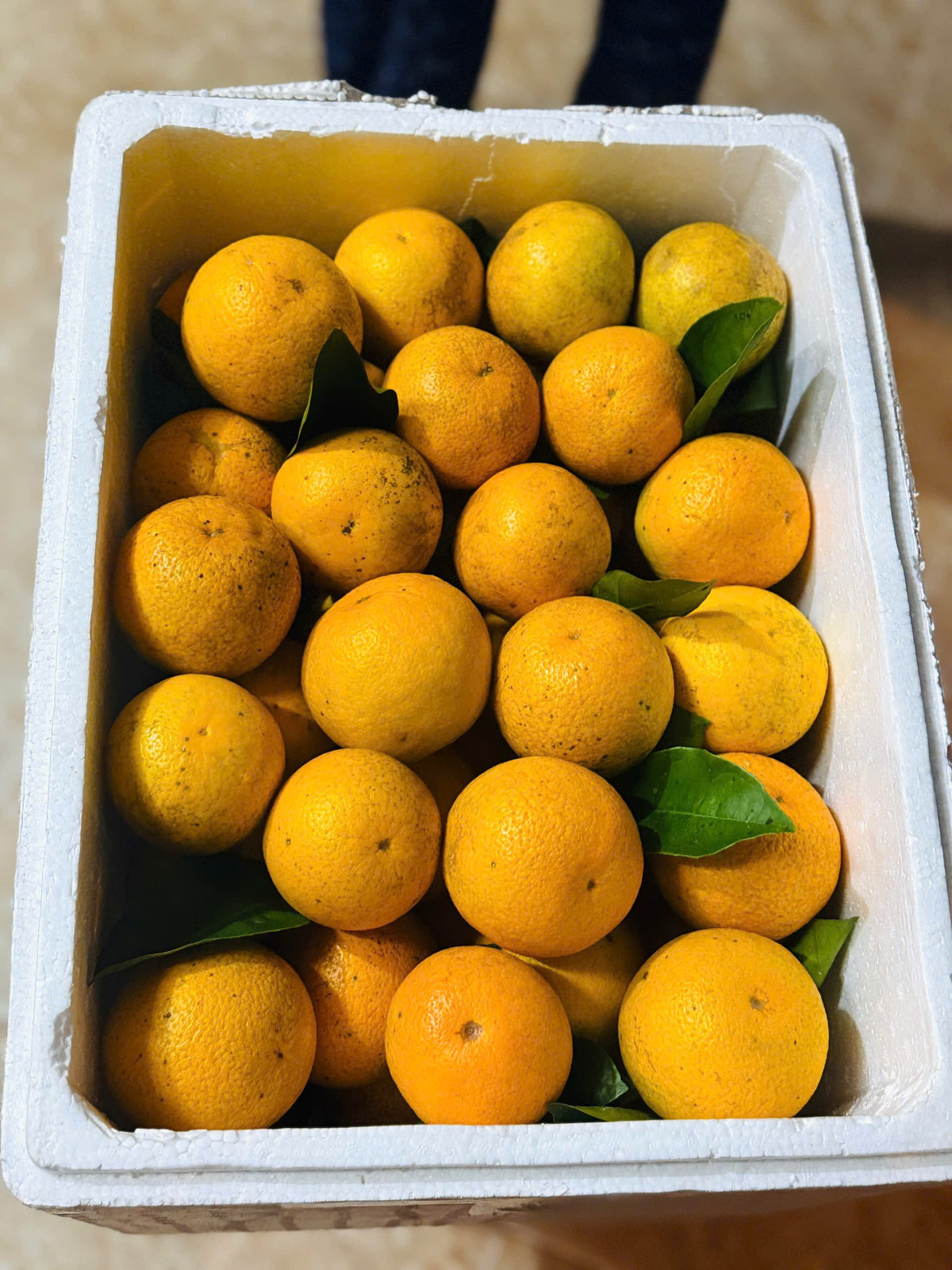 Đặc sản 'cam giòn' của xã Đồng lộc (Hà Tĩnh) được người dân lựa chọn và đóng thùng cẩn thận đưa đi muôn nơi.