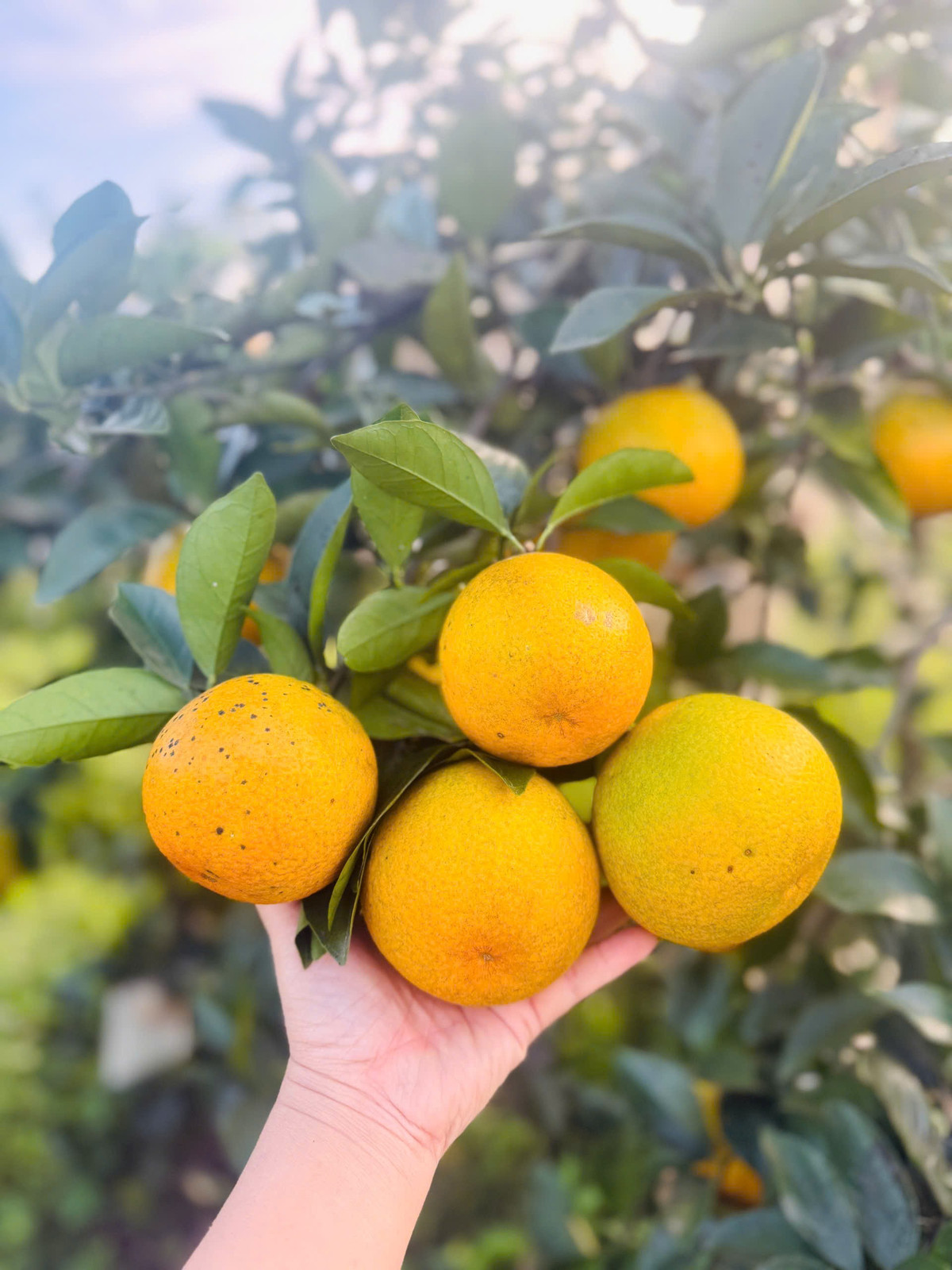 Hiện nay, cam giòn được bán với giá trên 70.000 đồng/kg, loại “tinh hoa” có thể đạt trên 90.000 đồng/kg; cam hồng vàng có giá khoảng 40.000 đồng/kg.