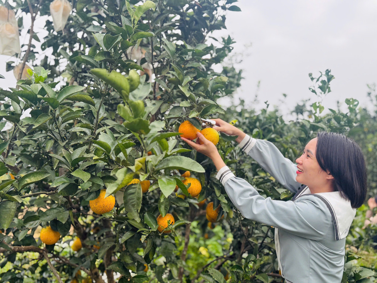 Từ nay đến Tết Nguyên đán, người trồng cam tiếp tục chú trọng khâu chăm sóc, điều chỉnh quá trình bón phân, cắt cành để quả chín muộn hơn, cung ứng số lượng lớn ra thị trường.