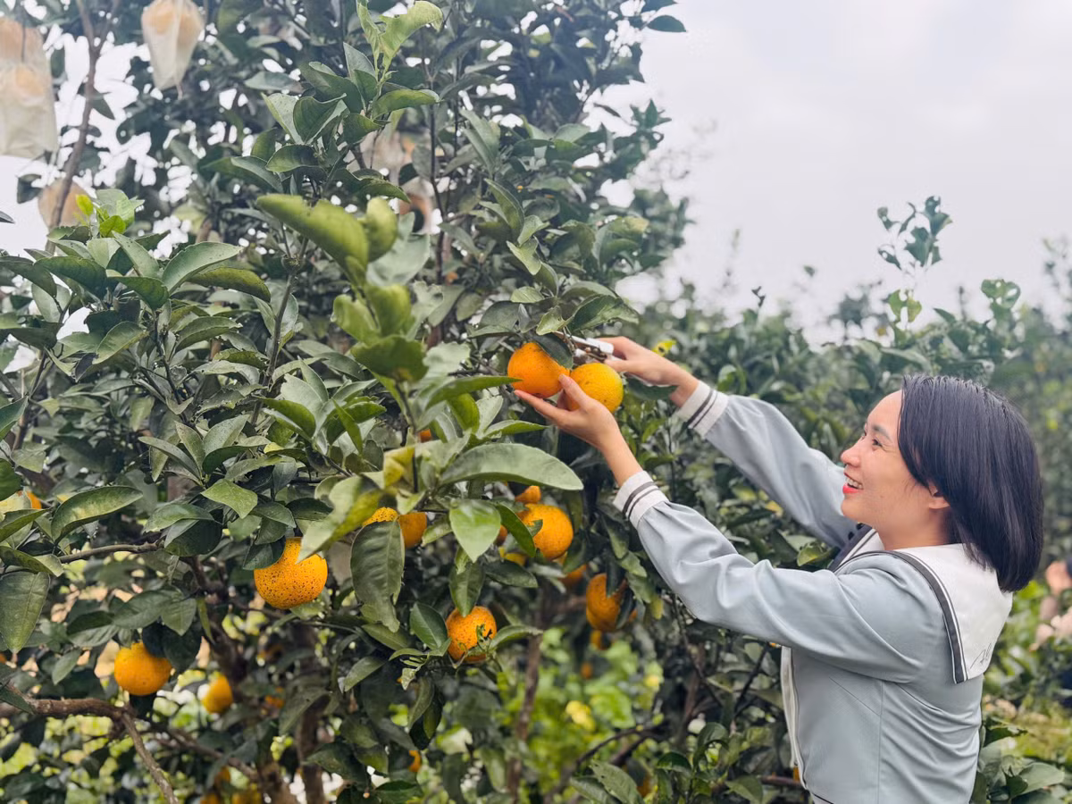 Từ nay đến Tết Nguyên đán, người trồng cam tiếp tục chú trọng khâu chăm sóc, điều chỉnh quá trình bón phân, cắt cành để quả chín muộn hơn, cung ứng số lượng lớn ra thị trường.