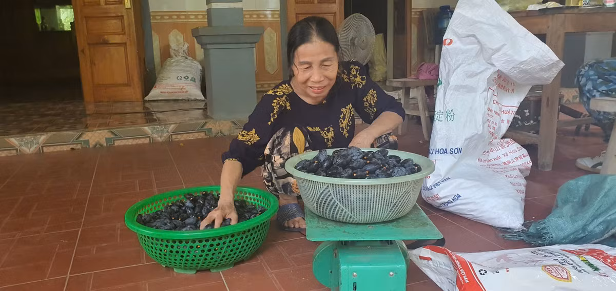 “Ngày xưa trồng trám chủ yếu để lấy gỗ, bây giờ quả trám lại trở thành đặc sản được săn đón. Cây vừa cho bóng mát, vừa sinh lời, thương lái còn đến tận vườn thu mua nên chúng tôi không phải lo đầu ra”, bà Hà– một hộ dân ở xã Vũ Quang chia sẻ.