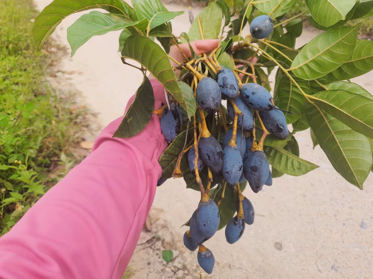 Trám đen là cây thân gỗ, từ khi trồng đến lúc thu hoạch mất khoảng 5 năm. Một cây trưởng thành có thể cho thu hàng chục kg quả mỗi mùa. Đặc biệt, nhiều cây cổ thụ trên 50 năm tuổi có thể mang lại thu nhập từ 5 – 15 triệu đồng/mùa. “Trám cổ thụ quả thường mập, thơm, ăn bùi nên rất được ưa chuộng”, ông Nam xã Sơn Giang chia sẻ.