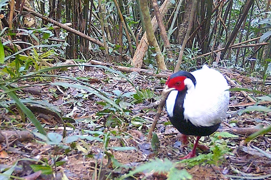 Gà lôi trắng là một loài chim lớn thuộc họ Trĩ, có giá trị cao về mặt thẩm mỹ và sinh thái. Trước ngày 1/7/2025, loài này thuộc nhóm động vật rừng nguy cấp, quý hiếm; bị nghiêm cấm khai thác, sử dụng vì mục đích thương mại.
