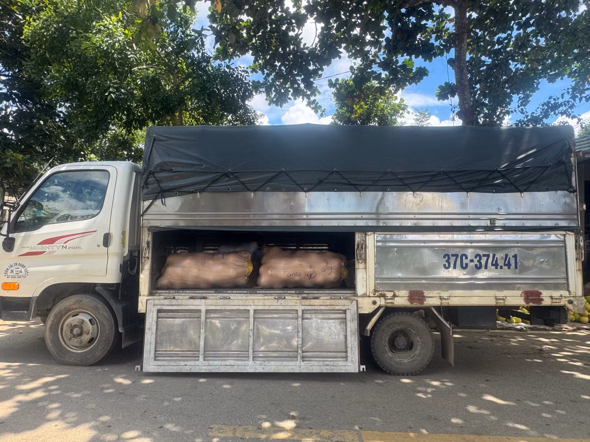 Thương lái chở bưởi đi các vùng lân cận để tiêu thụ.